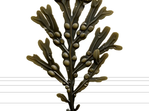 Bladder Wrack Seaweed Model Detailed Macro Scan High Resolution 3D Model