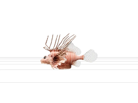 Modèle de poisson-lion, corps rayé pourpre, nageoires pectorales en éventail Modèle 3D