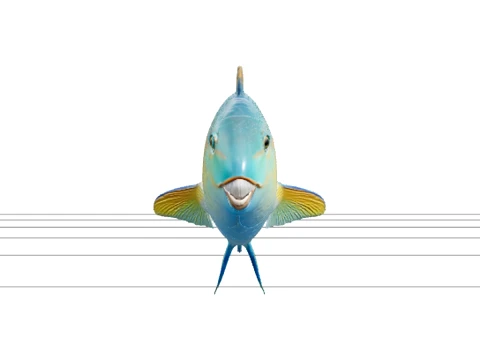 Parrotfish Vibrant Scales Parrot Mouth Sirip Panjang Model 3D