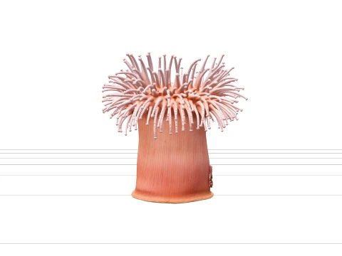 Akan Dokuna&ccedil;lı Yarı Saydam Pembe Mercan Anemon Modeli 3D Model
