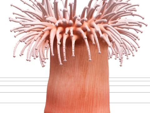 Doorschijnend roze koraalanemoonmodel met vloeiende tentakels 3D Model