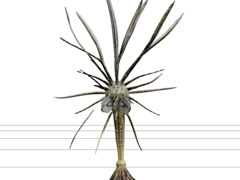Feather Star Swimming Crinoid Realistic High Detail Model 3D Model