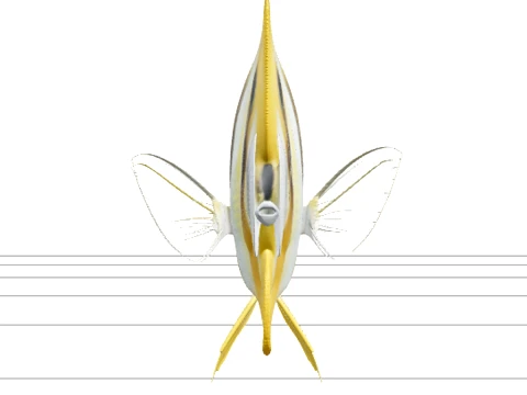 Szczeg&oacute;ły referencyjne zdjęcia makro Butterflyfish Model 3D