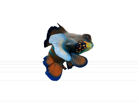 Mandarinfish Realistic High Detail Sculpture Premium Model 3D Model