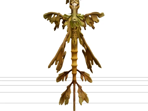Modello HighPoly a corpo intero di Leafy Seadragon realistico Modello 3D