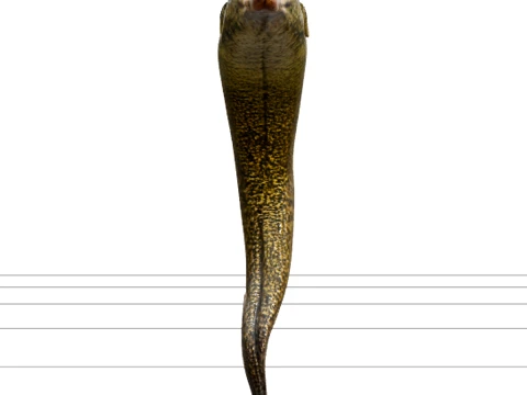 Moray Eel Modello maculato dettagliato Realistico corpo intero Modello 3D