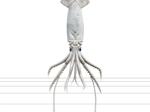 Calmar g&eacute;ant d&eacute;taill&eacute; avec des tentacules et des photophores Modèle 3D