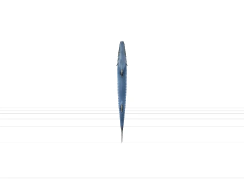 Modelo Barracuda Realista Elegante Peixe Prateado Met&aacute;lico Modelo 3D