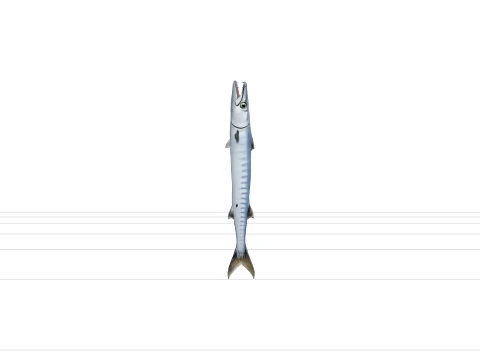 Realistic Barracuda Model Sleek Metallic Silver Fish 3D Model