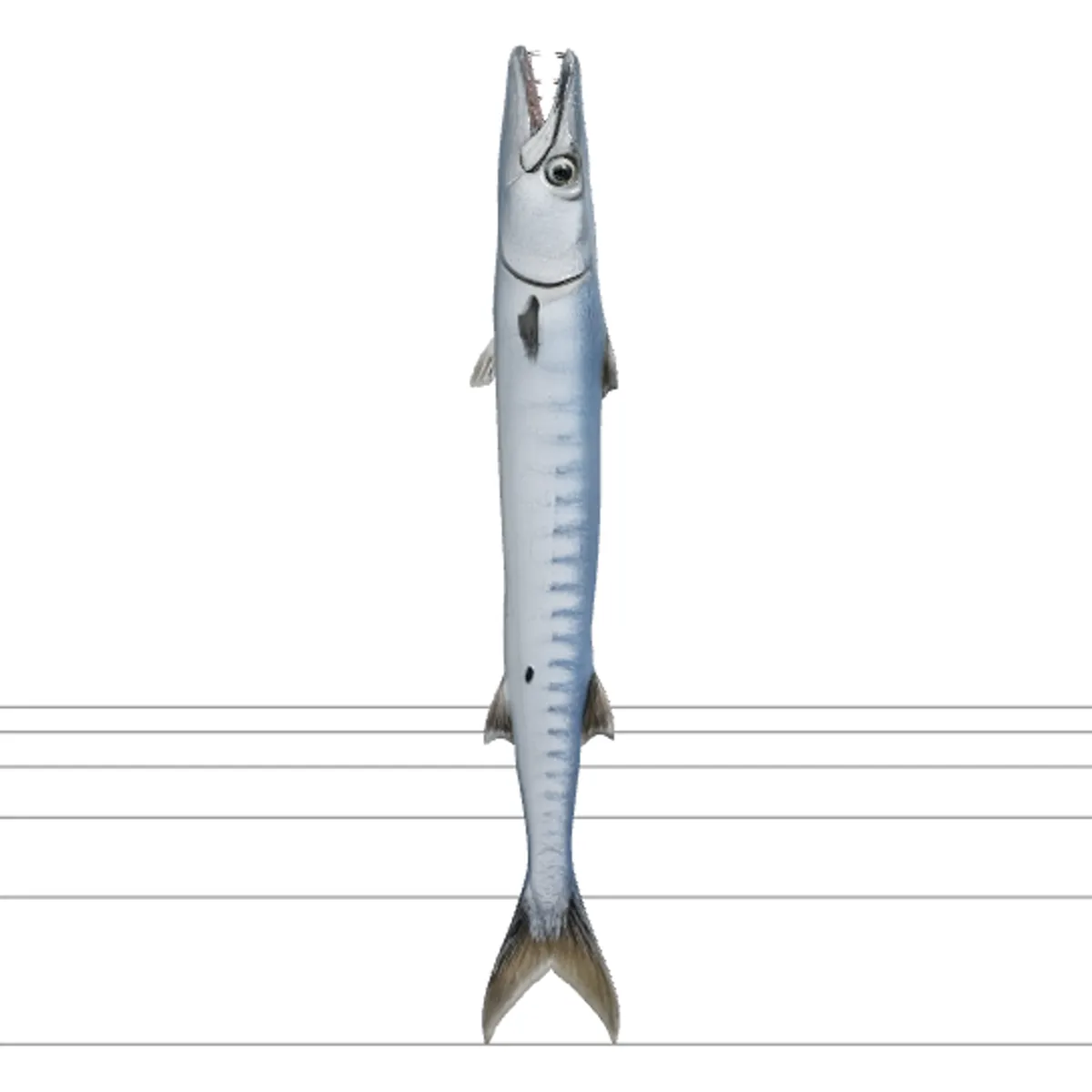 Realistic Barracuda Model Sleek Metallic Silver Fish 3D Model .c4d .max .obj .3ds .fbx .stl .blend 