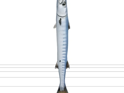 Realistic Barracuda Model Sleek Metallic Silver Fish 3D Model