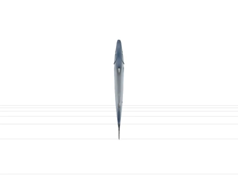 Realistic Barracuda Model Sleek Metallic Silver Fish 3D Model