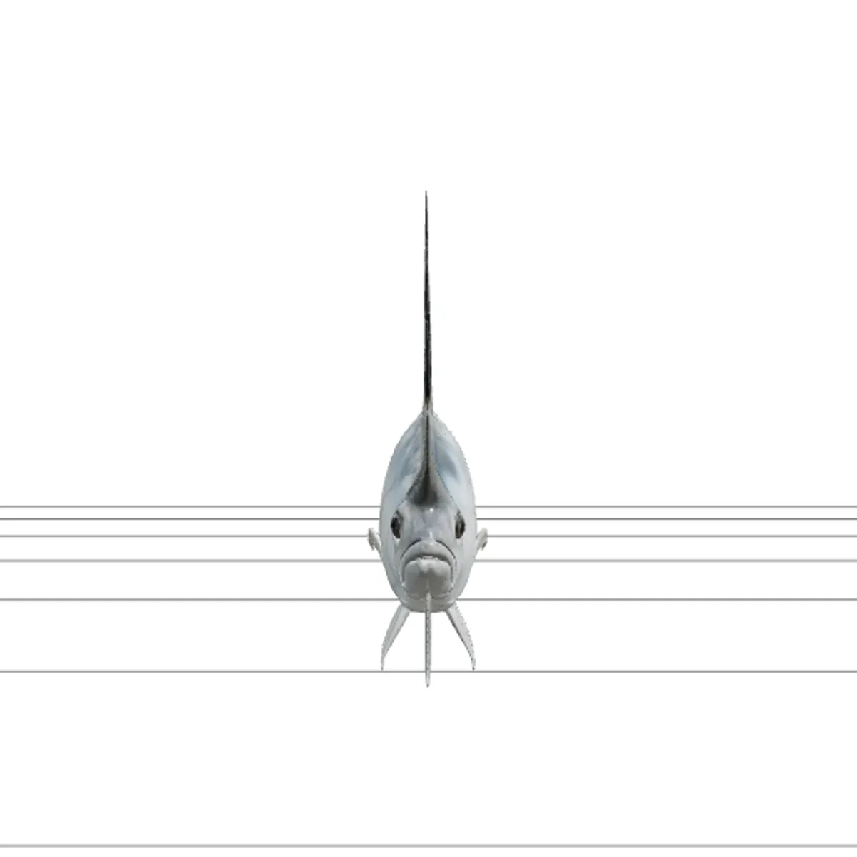 Roosterfish Detailed Realistic Marine Animal 3D Model .c4d .max .obj .3ds .fbx .stl .blend 
