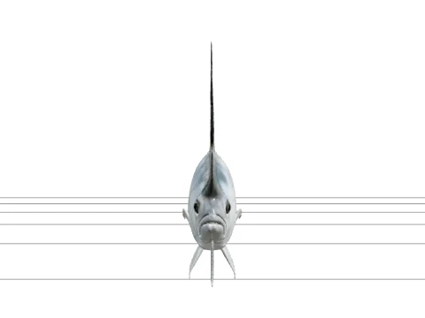 Roosterfish Detailed Realistic Marine Animal 3D Model