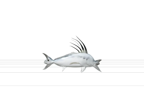 Roosterfish Detailed Realistic Marine Animal 3D Model