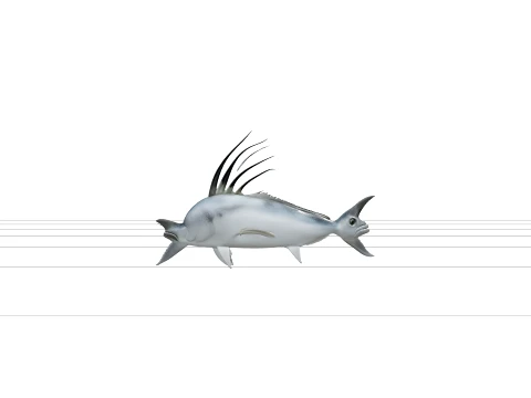 Roosterfish Detailed Realistic Marine Animal 3D Model