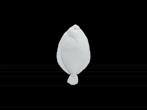 Flounder Orthographic Side View Reference Sheet 3D Model