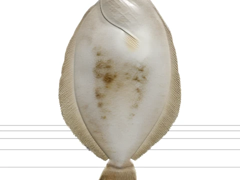 Flounder Orthographic Side View Reference Sheet 3D Model