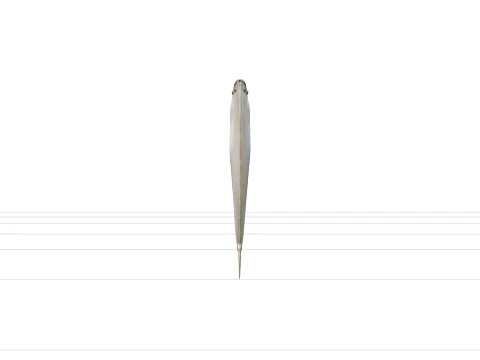 Flounder Orthographic Side View Reference Sheet 3D Model