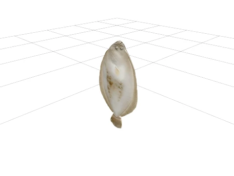Flounder Orthographic Side View Reference Sheet 3D Model