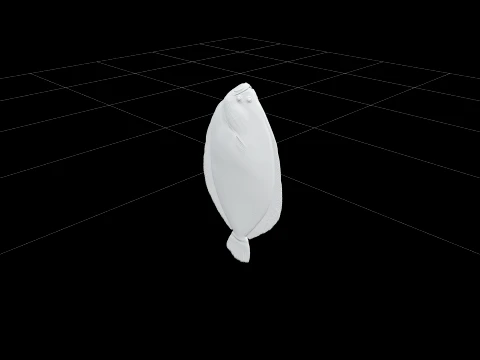 Flounder Orthographic Side View Reference Sheet 3D Model