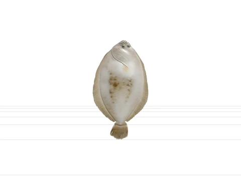 Flounder Orthographic Side View Reference Sheet 3D Model