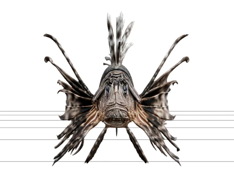Zebra Lionfish Detailed Anatomy Model for Artists Premium 3D Model