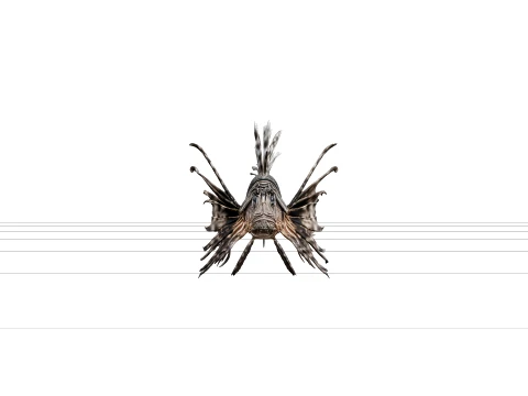 Zebra Lionfish Detailed Anatomy Model for Artists Premium 3D Model