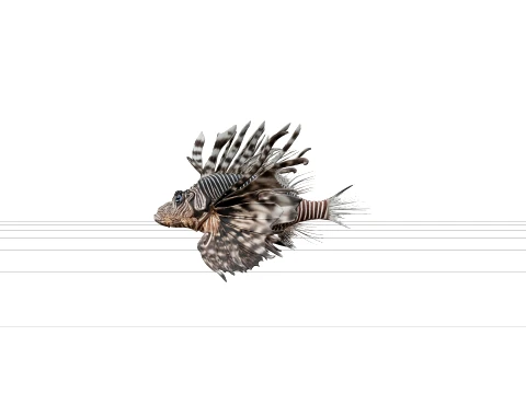 Zebra Lionfish Detailed Anatomy Model for Artists Premium 3D Model
