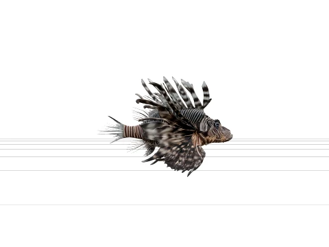 Zebra Lionfish Detailed Anatomy Model for Artists Premium 3D Model