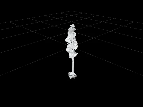 Giant Kelp Section Model with Hollow Stalks and Ruffled Fronds 3D Model
