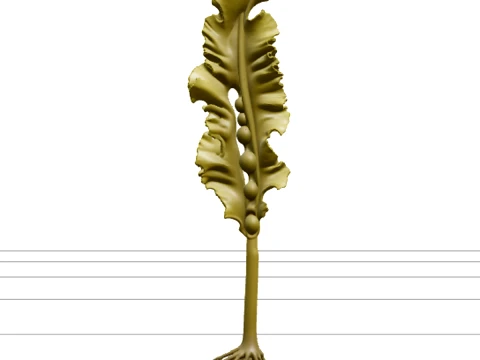 Giant Kelp Section Model with Hollow Stalks and Ruffled Fronds 3D Model