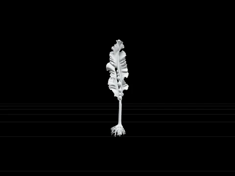 Giant Kelp Section Model with Hollow Stalks and Ruffled Fronds 3D Model