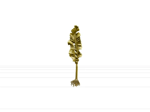 Giant Kelp Section Model with Hollow Stalks and Ruffled Fronds 3D Model