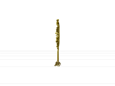 Giant Kelp Section Model with Hollow Stalks and Ruffled Fronds 3D Model