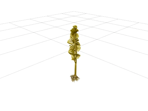 Giant Kelp Section Model with Hollow Stalks and Ruffled Fronds 3D Model