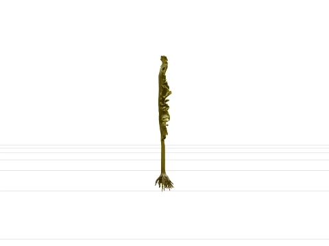 Giant Kelp Section Model with Hollow Stalks and Ruffled Fronds 3D Model