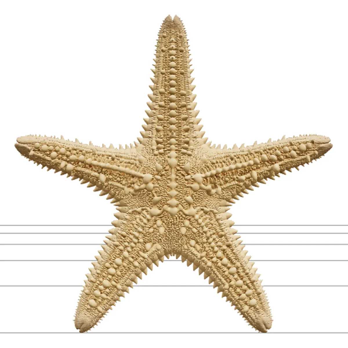 Ultra Realistic Starfish Five Arm Granular Texture Model 3D Model .c4d .max .obj .3ds .fbx .stl .blend 