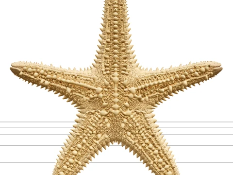 Ultra Realistic Starfish Five Arm Granular Texture Model 3D Model