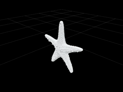 Ultra Realistic Starfish Five Arm Granular Texture Model 3D Model