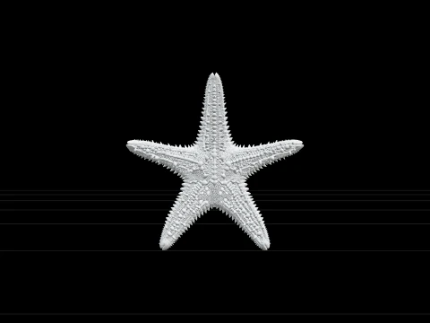 Ultra Realistic Starfish Five Arm Granular Texture Model 3D Model