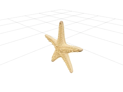 Ultra Realistic Starfish Five Arm Granular Texture Model 3D Model