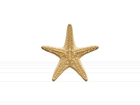 Ultra Realistic Starfish Five Arm Granular Texture Model 3D Model