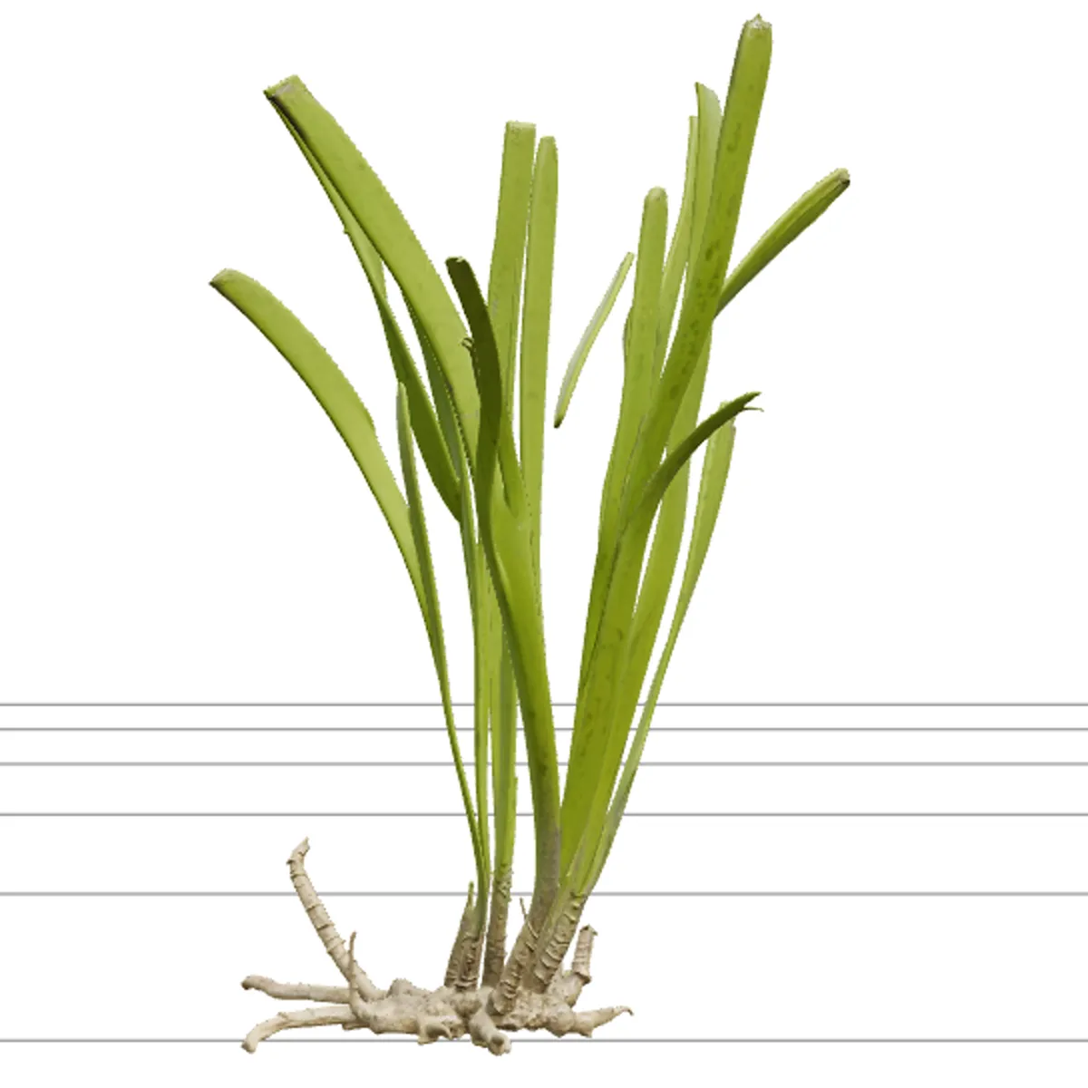 Eelgrass Clump Olive Green Blades Rhizome Runners 3D Model .c4d .max .obj .3ds .fbx .stl .blend