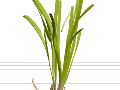 Eelgrass Clump Olive Green Blades Rhizome Runners 3D मॉडल