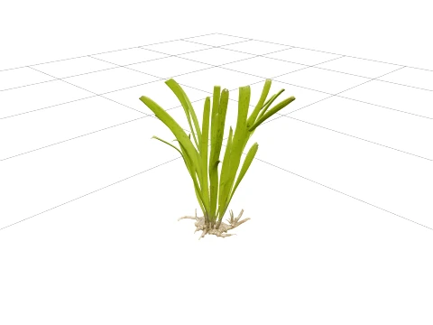 Eelgrass Clump Olive Green Blades Rhizome Runners 3D Model