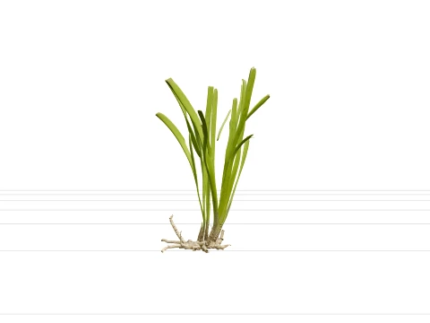 Eelgrass Clump Olive Green Blades Rhizome Runners 3D Model