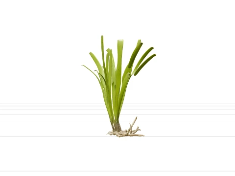 Eelgrass Clump Olive Green Blades Rhizome Runners 3D Model