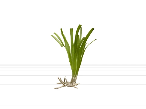 Eelgrass Clump Olive Green Blades Rhizome Runners 3D Model