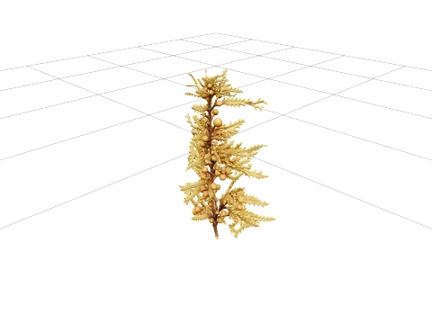 Sargassum Seaweed Cluster Highly Branched Golden Brown Model 3D Model